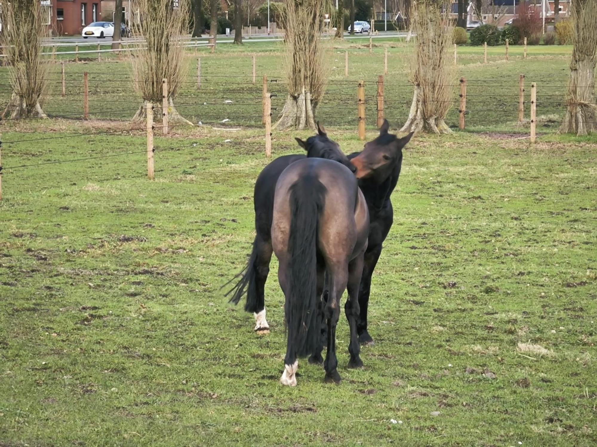 De Cordobahoeve Tweede Exloermond Luaran gambar